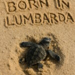 Mjesto rođenja: Lumbarda
