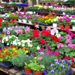 "Volim Lumbardu“ – uključimo se zajedno...